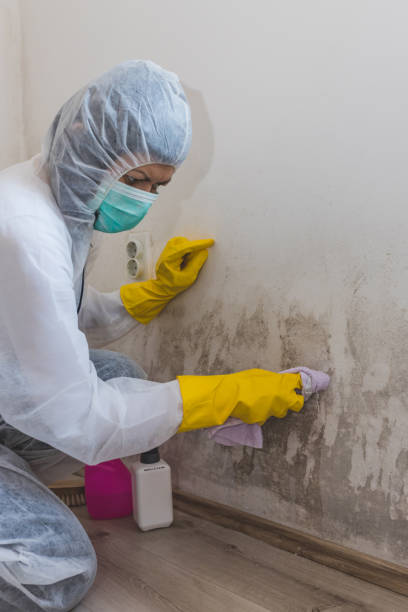Best Emergency Mold Remediation  in Hazen, ND